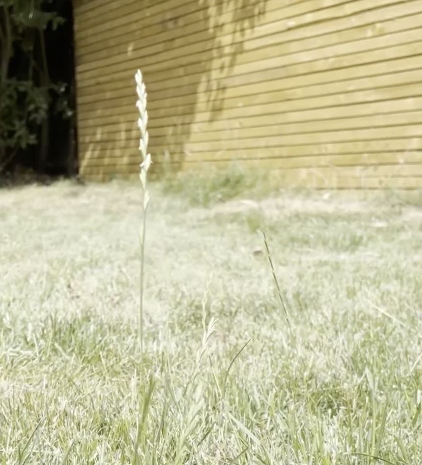 Close-up image of the height sensor avoiding a tall blade of grass